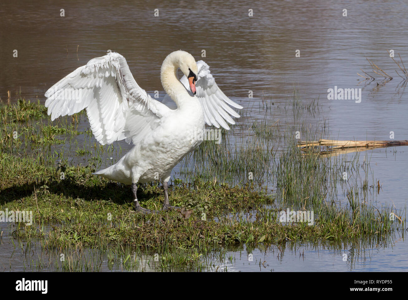 Swan muto (Cygnus olor) allungare le sue ali al bordo delle acque. Petto in fuori il collo indietro e a testa in giù la postura. Grandi ali bianche e il corpo e una bolletta Orange Foto Stock