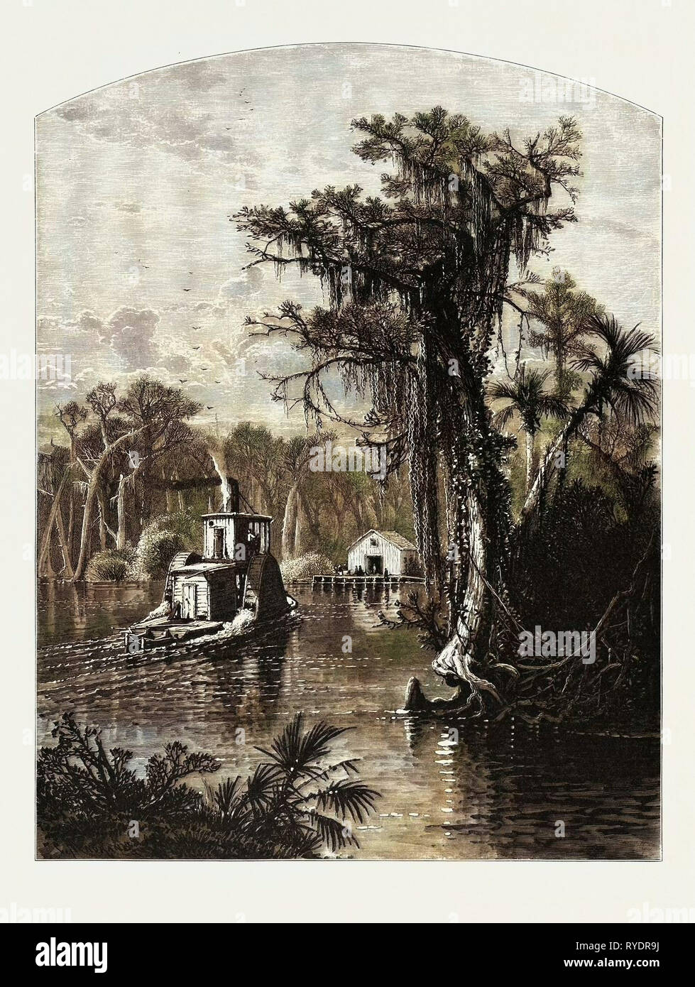 Silver Spring, Florida. Silver Springs è una U.S. Luogo abitato e la molla in Marion County, Florida, appena ad est della città di Ocala. Silver Springs è il sito di uno dei più grandi artesiano formazioni a molla nel mondo, con una produzione di circa 550 milioni di galloni di acqua Crystal-Clear quotidianamente. Silver Springs forme le sorgenti del fiume d'argento, il più grande affluente del fiume Ocklawaha, una parte del fiume del St Johns Sistema. Stati Uniti d'America Foto Stock