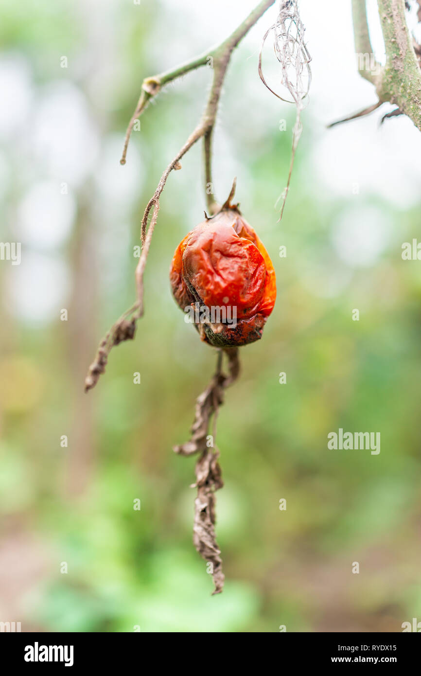 Macro closeup verticale surmature rovinato appassì arancione rosso pomodoro colorati appesi crescente sulla pianta della vigna in giardino di piante malate Foto Stock