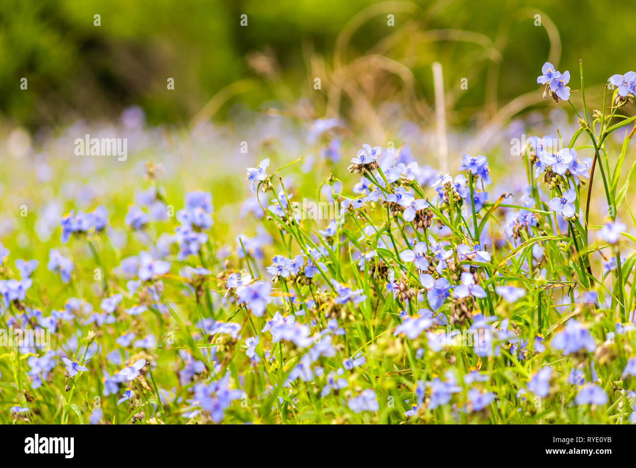 Tradescantia occidentalis Spiderwort viola fiori selvaggi con tre petali di fiore in primo piano Paynes Prairie preservare parco dello stato a Gainesville, Florida Foto Stock