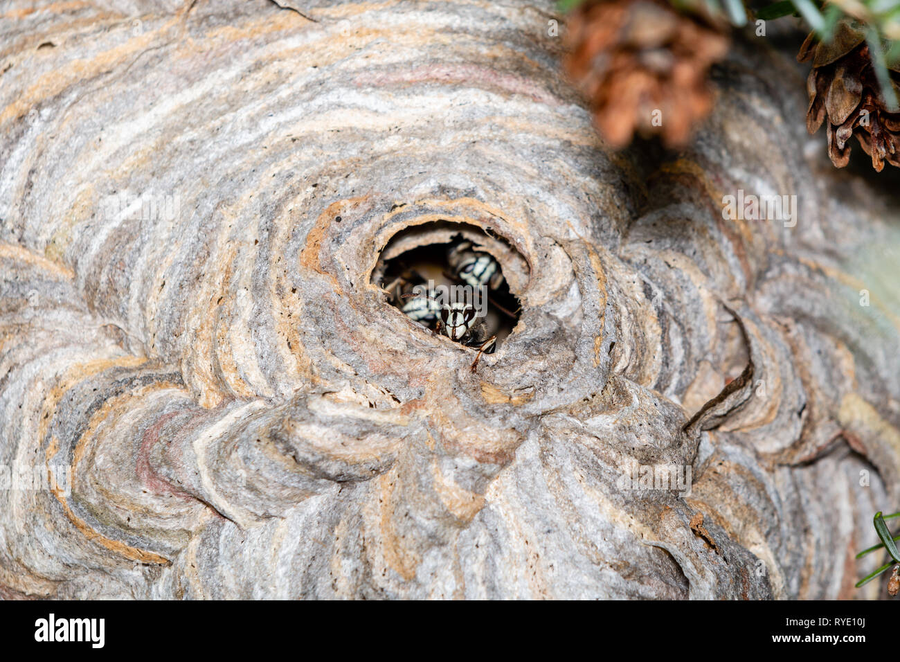 Nido di costruzione di calabroni immagini e fotografie stock ad alta ...