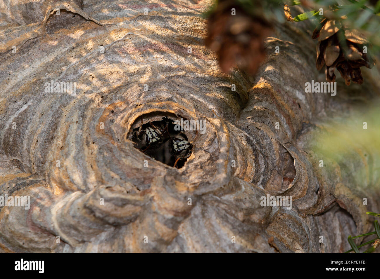 Nido di costruzione di calabroni immagini e fotografie stock ad alta ...