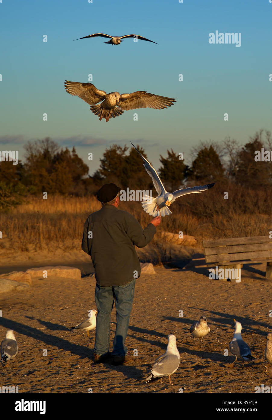 Madison, CT, Stati Uniti d'America. Feb 2019. Un anziano uomo fa regolarmente una visita a questa Nuova Inghilterra beach per sfamare la sua seagull amici in volo. Foto Stock