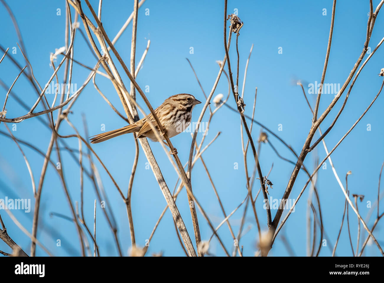 Song Sparrow (Melospiza melodia) arroccato su canne sulla riva di Oklahoma City's Lake Hefner Foto Stock