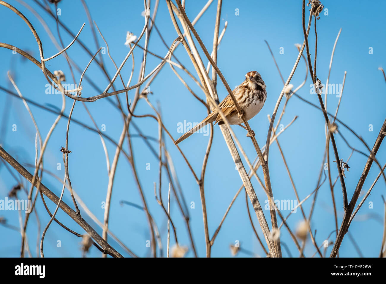 Song Sparrow (Melospiza melodia) arroccato su canne sulla riva di Oklahoma City's Lake Hefner Foto Stock