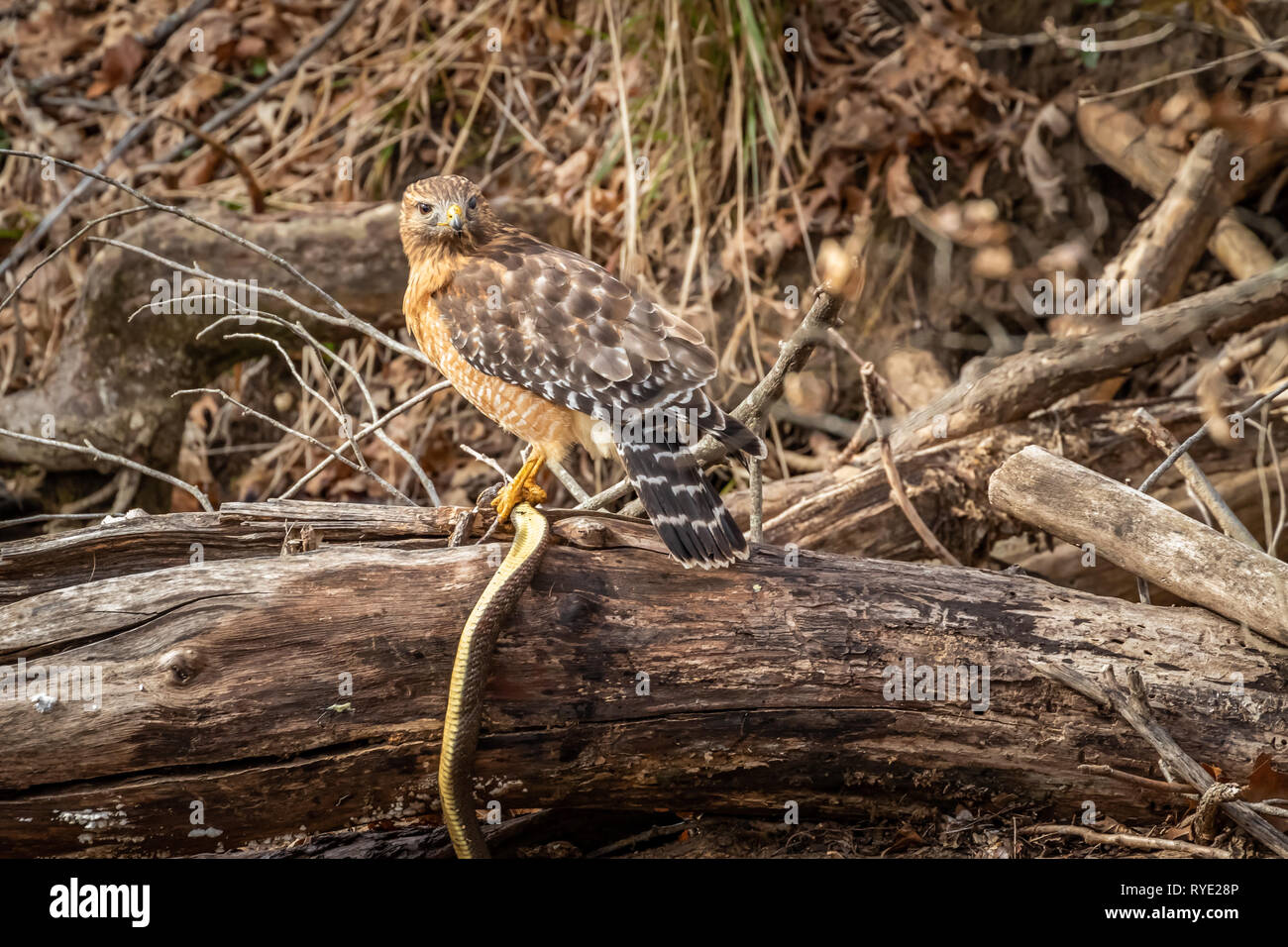 Rosso Falco con spallamento (Buteo lineatus) con la sua preda - un serpente Foto Stock