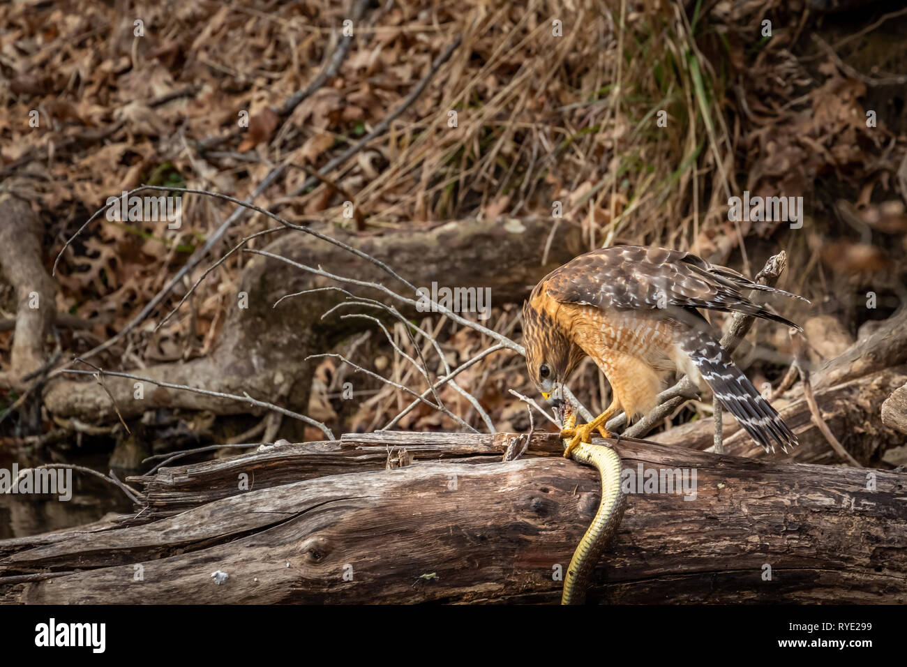 Rosso Falco con spallamento (Buteo lineatus) con la sua preda - un serpente Foto Stock