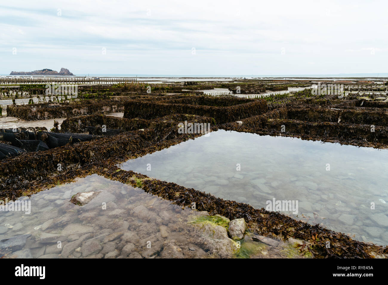 Allevamenti di ostriche con crescente le ostriche a bassa marea un nuvoloso giorno di estate nel porto di Cancale, Bretagna Francia Foto Stock