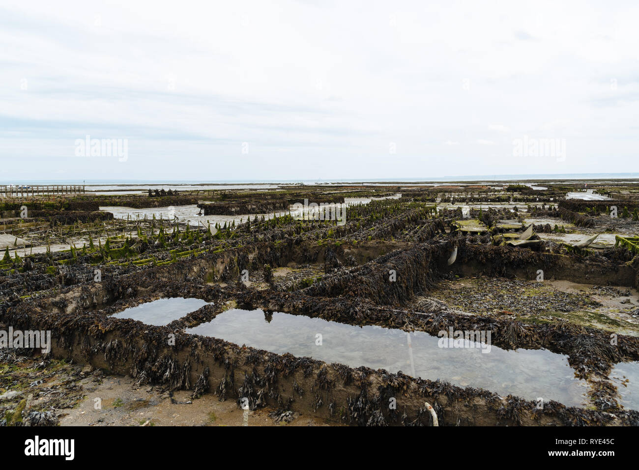 Allevamenti di ostriche con crescente le ostriche a bassa marea un nuvoloso giorno di estate nel porto di Cancale, Bretagna Francia Foto Stock