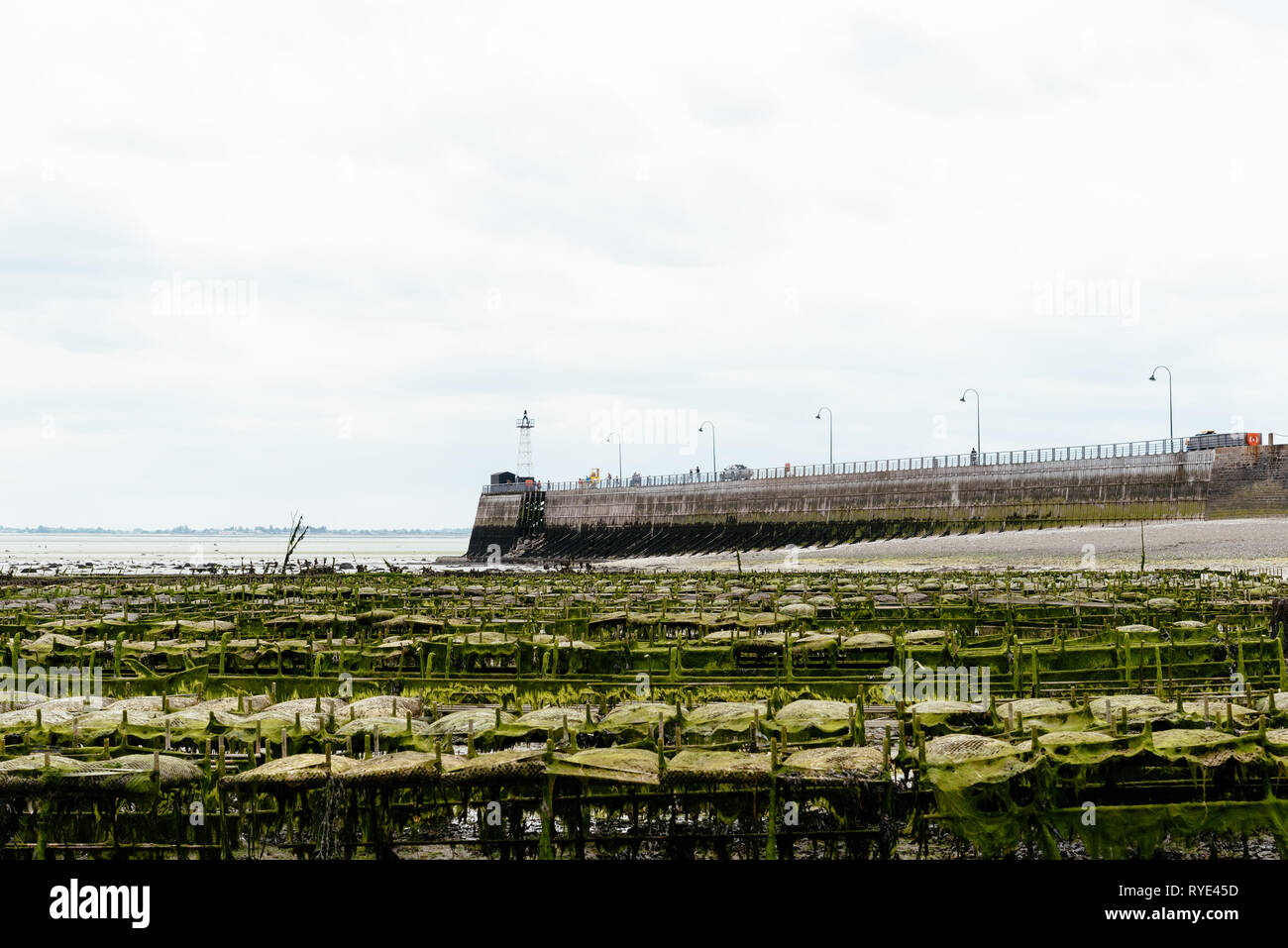 Allevamenti di ostriche con crescente le ostriche a bassa marea un nuvoloso giorno di estate nel porto di Cancale, Bretagna Francia Foto Stock