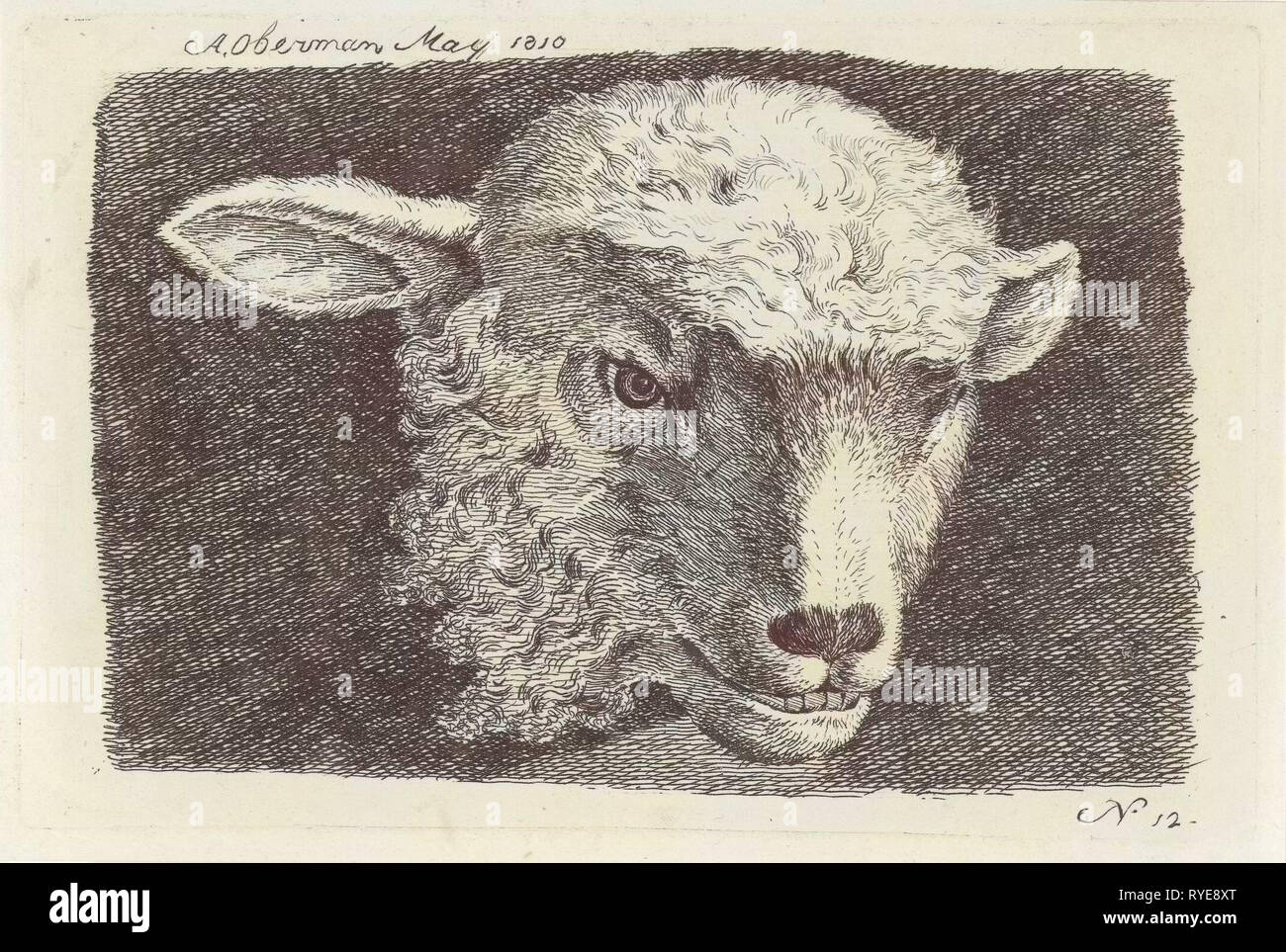 Testa di un agnello, Anthony Oberman, 1810 Foto Stock