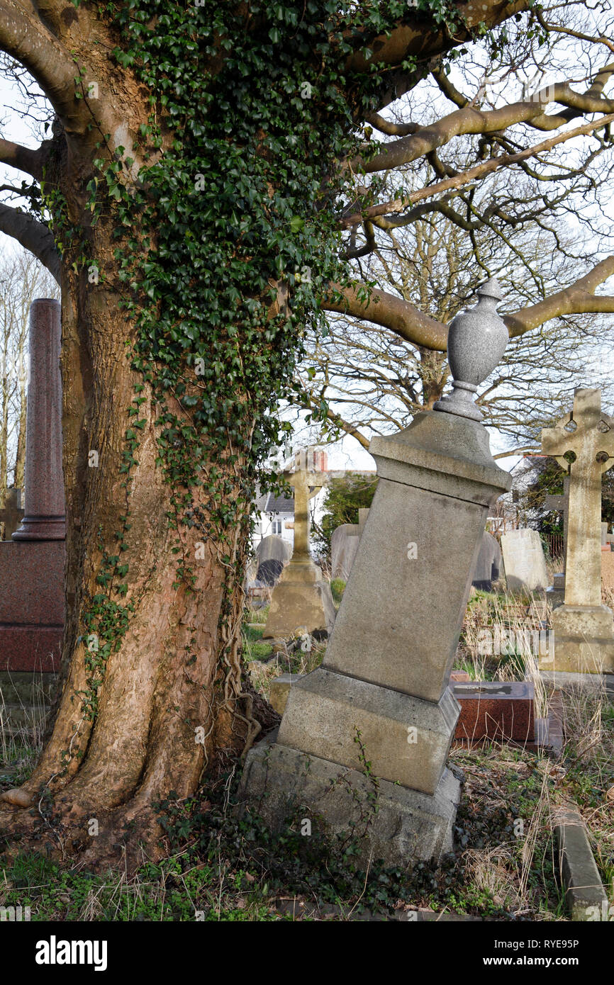 Tomba o memorial danneggiati dalla crescita degli alberi. Sant Agostino è la chiesa, Penarth, Wales, Regno Unito Foto Stock