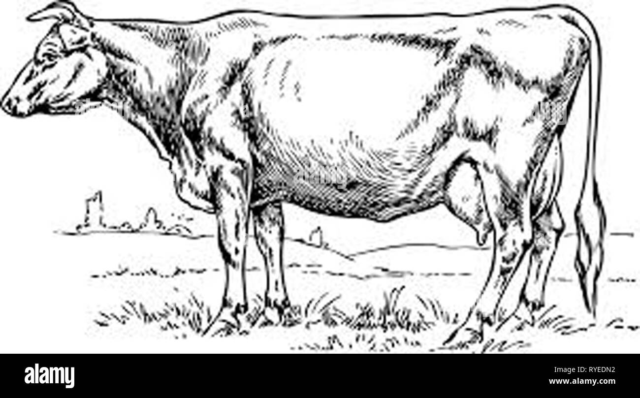 Vintage illustrazione della mucca/s Foto Stock
