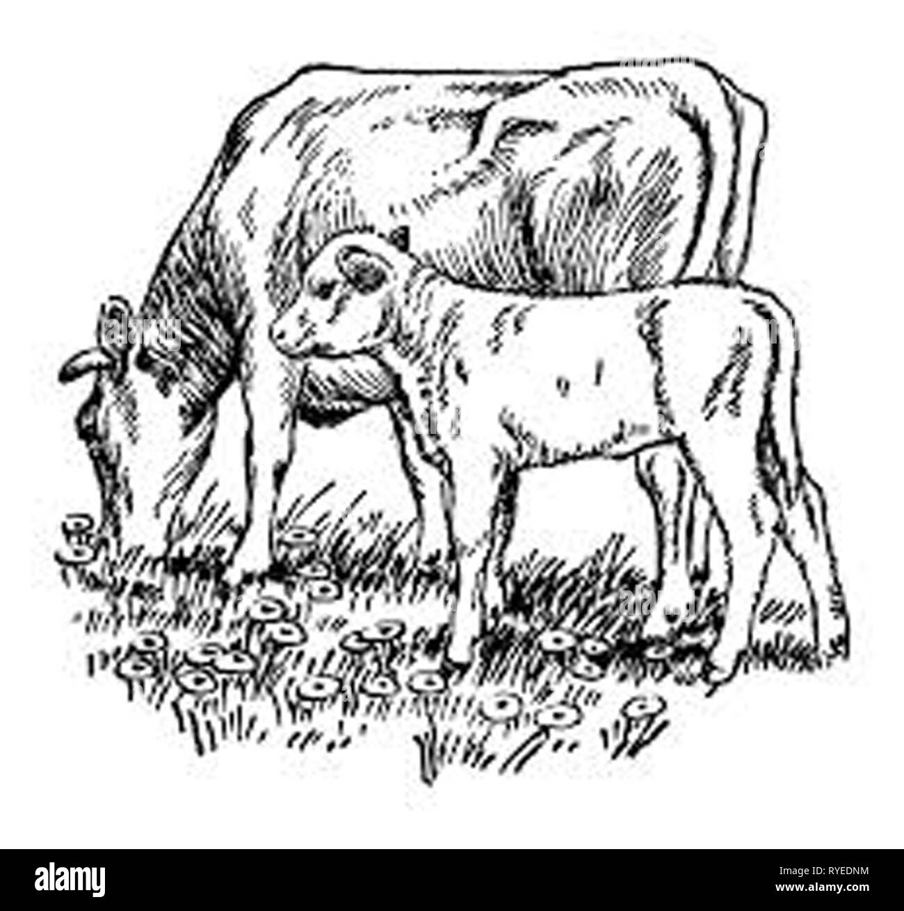 Vintage illustrazione della mucca/s Foto Stock