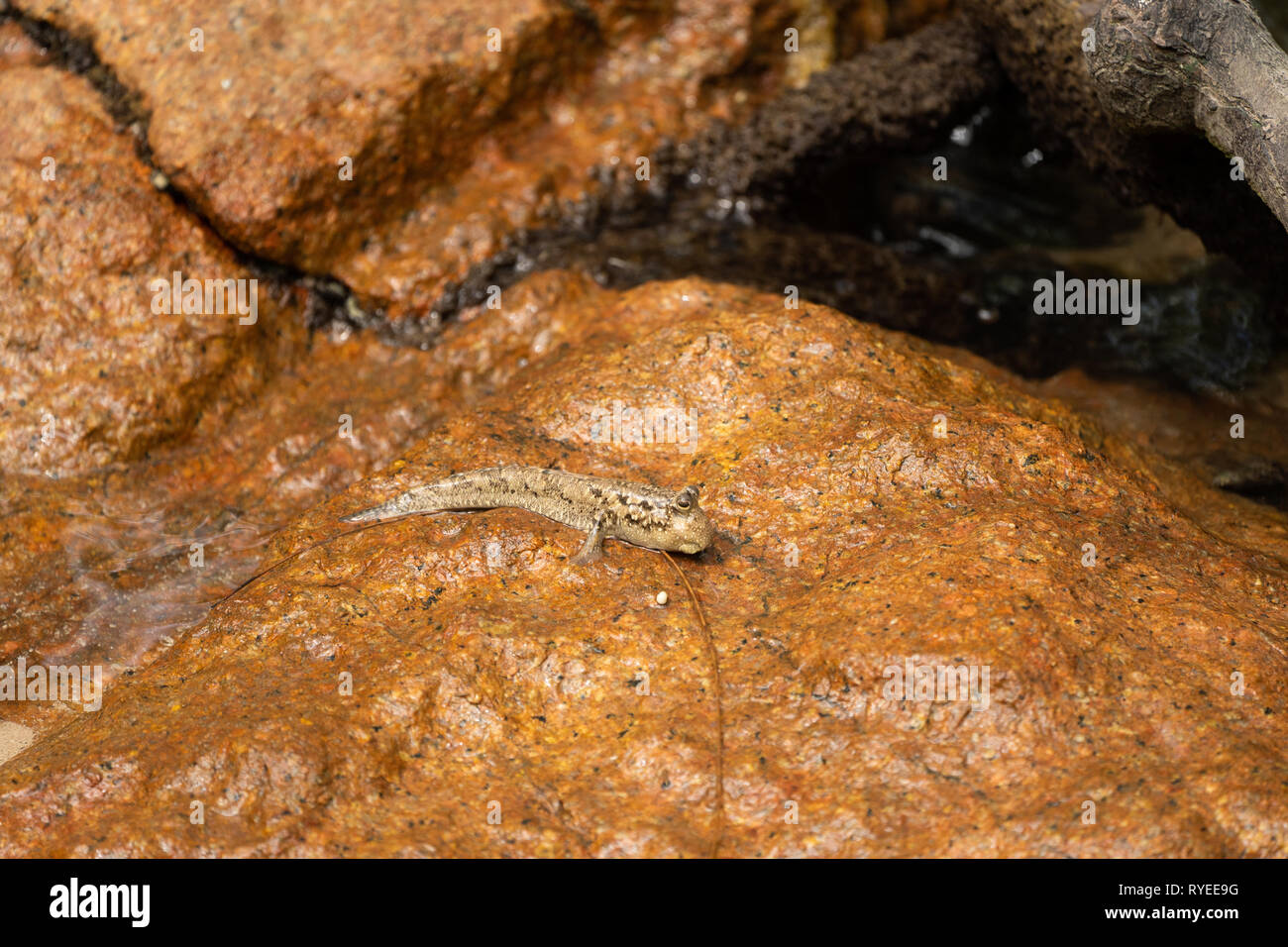(Mudskipper Periophthalmus sp.) strisciando su una roccia. Questo pesce anfibio può salire e camminare sulla terra con la sua ala-come pinne pettorali (uno vede solo b Foto Stock