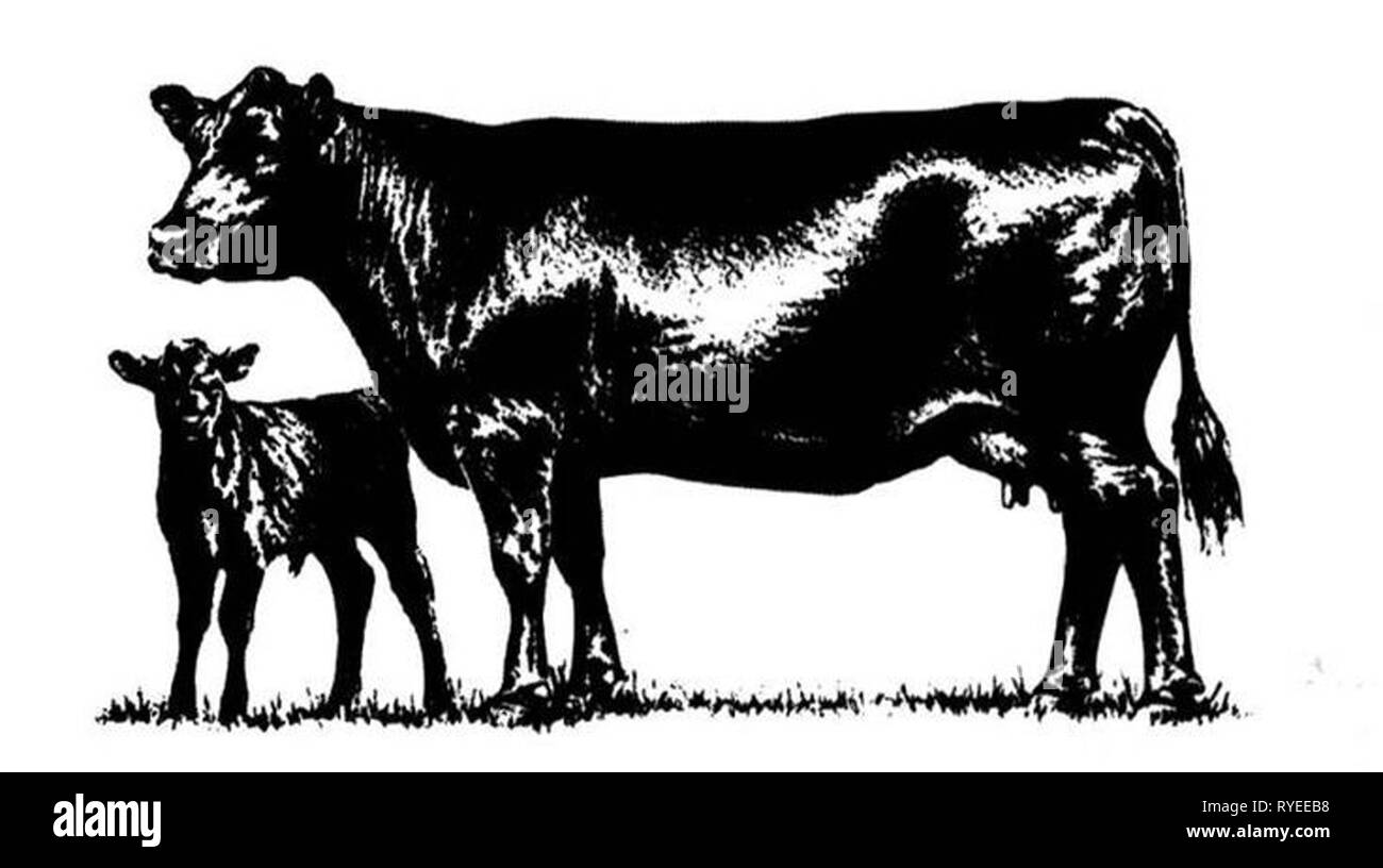 Vintage illustrazione della mucca/s Foto Stock