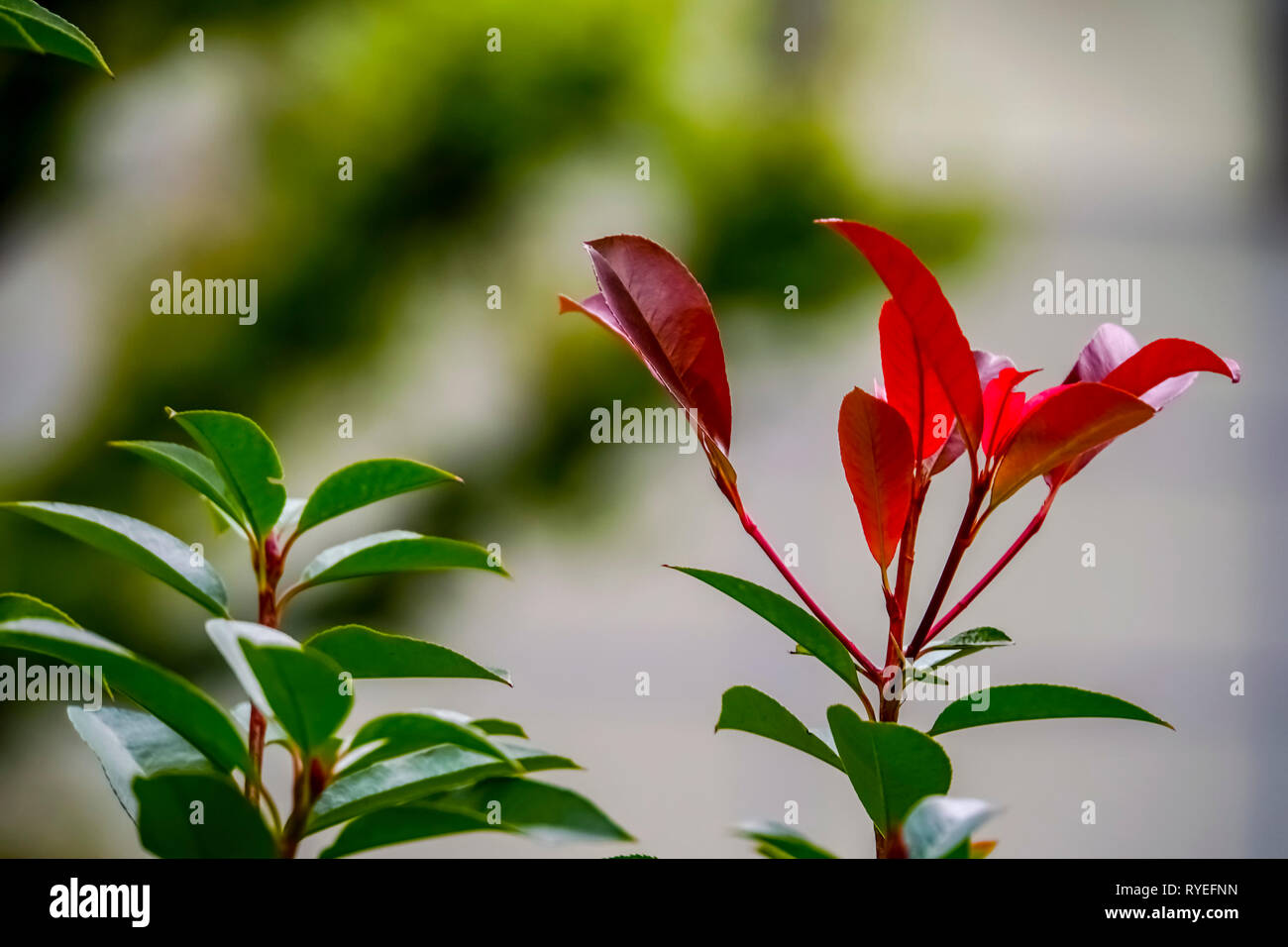 Primo piano di un fiore rosso con petali di colore arancione Foto Stock