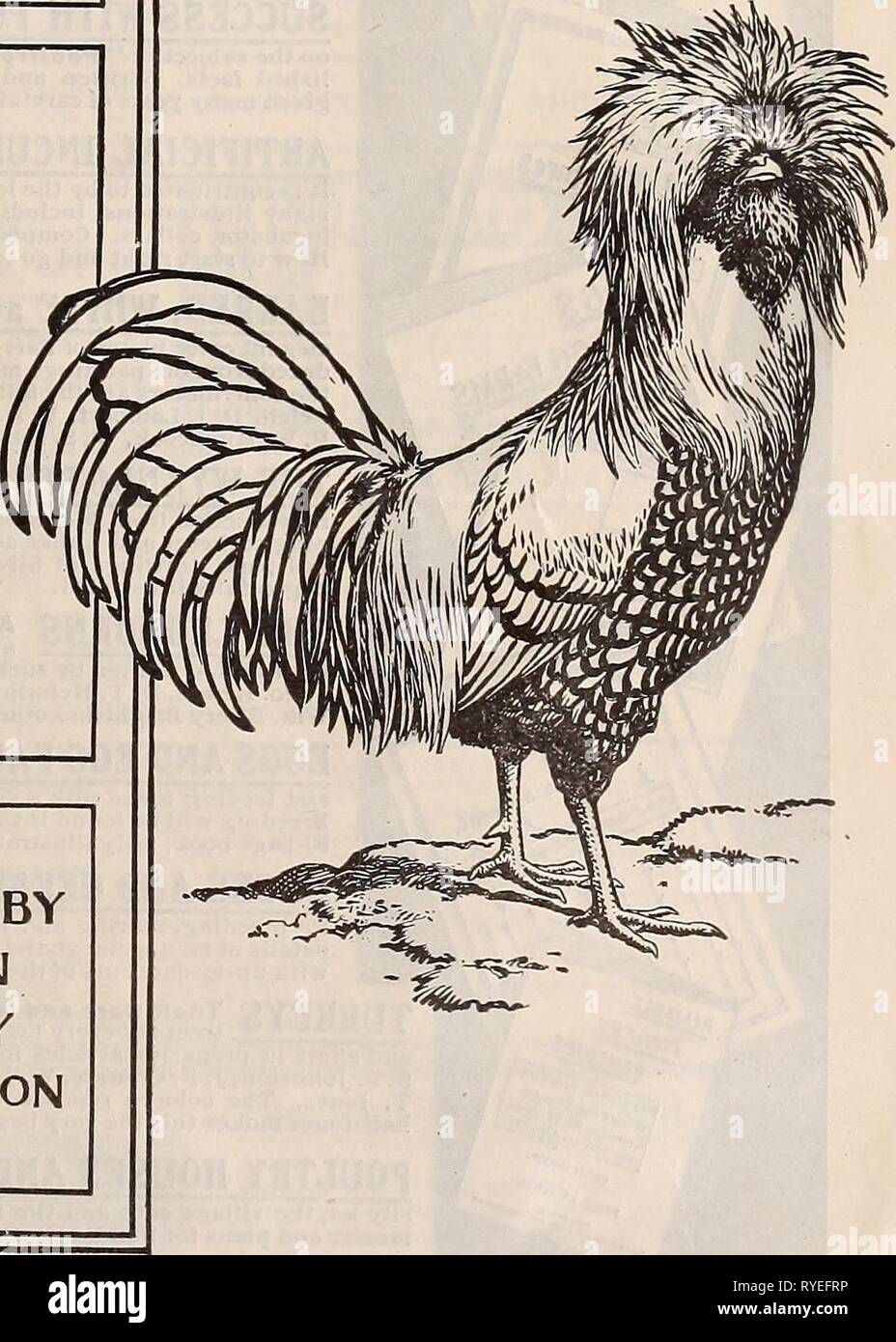 Il orientale easternpoultryma poultryman68unse Anno: 1905 rivisto e illustrato PVBLISHED DA AMERICAN POVLTRY ASSOCIAZIONE DESIGN DI COPERTURA DEL NUOVO STANDARD. Prezzo, compreso un abbonamento annuale al Poultryman Orientale, S1 .50, dato come un premio per un club di lo abbonati. Indirizzo tutti gli ordini per il POULTRYMAN ORIENTALE, Kent's Hill, Maine. Foto Stock