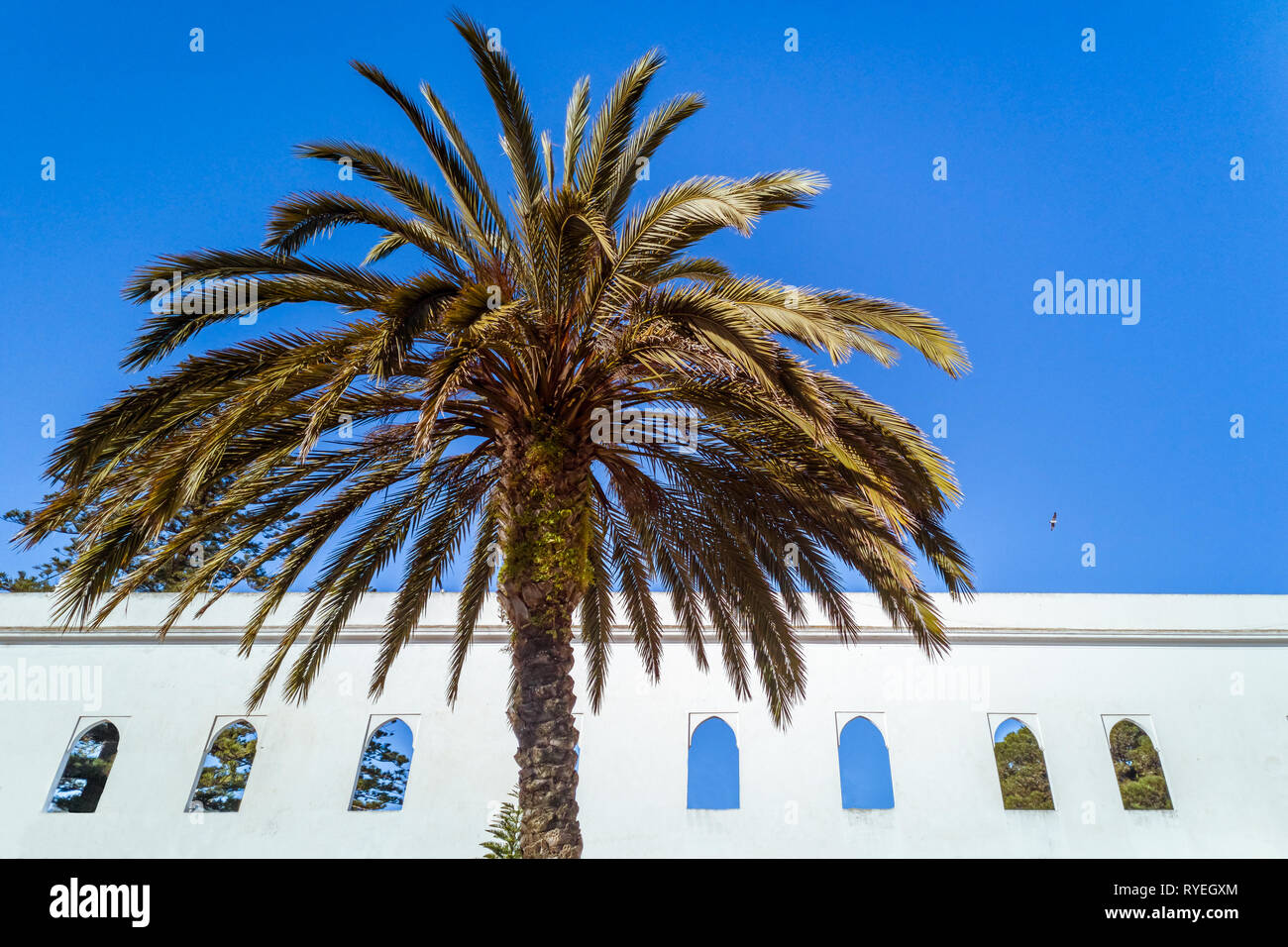 Un albero di palma di fronte ad un edificio arabo a Tangeri, Marocco Foto Stock