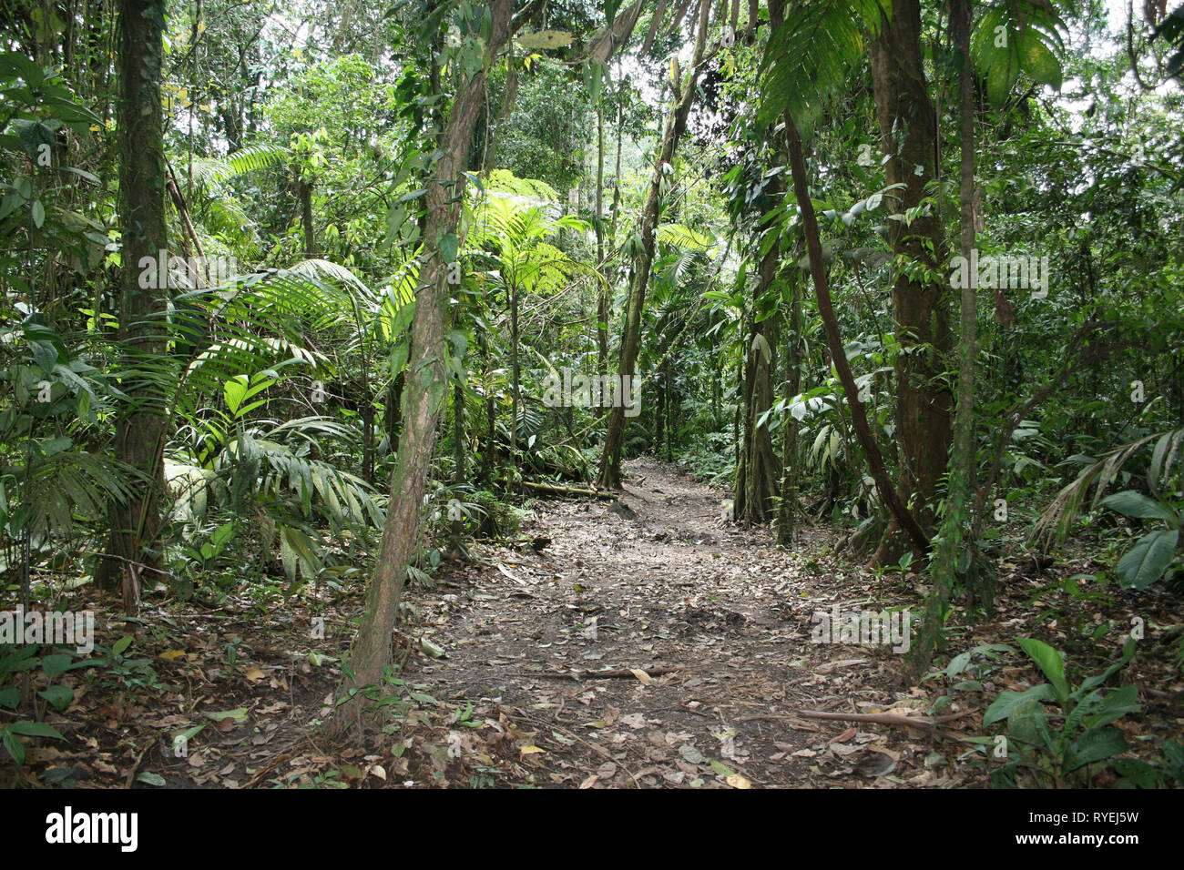 Costa Rica foresta pluviale nel Parco Nazionale Arenal, La Fortuna, provincia di Alajuela, Costa Rica Foto Stock