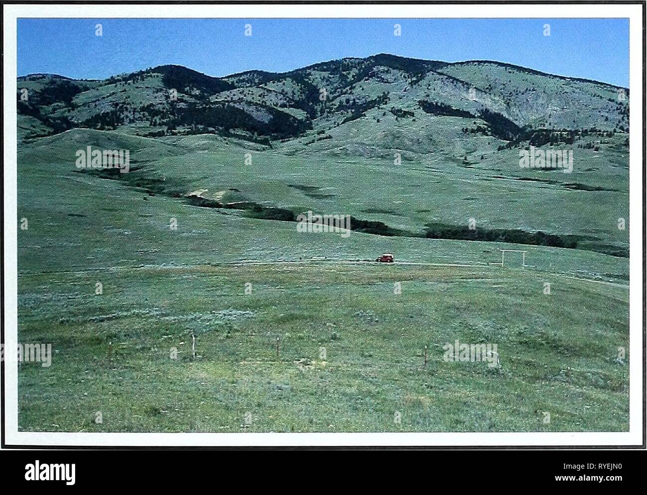 Ottanta anni di vegetazione e il paesaggio cambia nel nord della Grande Pianura : un archivio fotografico eightyyearsofveg45klem Anno: 2001 Lewistown, località montana Fergus Co., MT; Sec. 13, R. 21 E., T. 17 N.; GPS-UTM 5233646 N, 651673 E. circa dieci miglia a sud-sud-ovest di Roy. Da Roy, Montana, viaggiate in direzione sud attraverso la città su Black Butte Road, che corre tra Roy e Giltedge. Viaggiate a sud a circa dieci miglia. Photopoint è a est, a circa un centinaio di metri sopra presente su strada e vicino alla strada abbandonati. Descrizione Agosto 10, 1999 Upland alle erbe su strada. Agropyron smithii, Stipa comata, Bromus japonicus, Foto Stock
