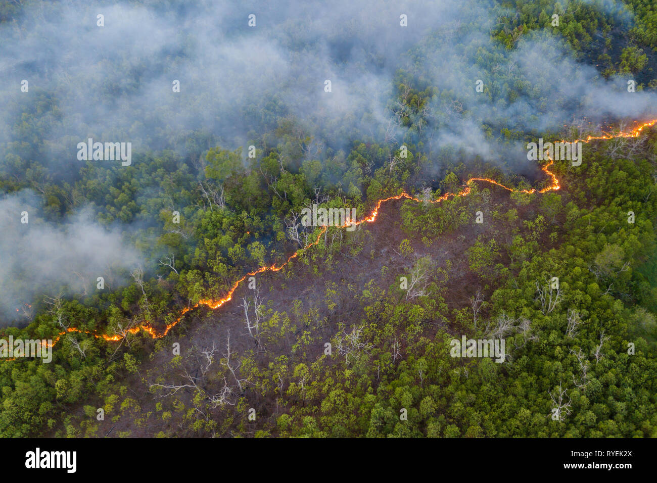 Linea di fuoco di bush a peatland jungle a Sabah Borneo Malese Foto Stock