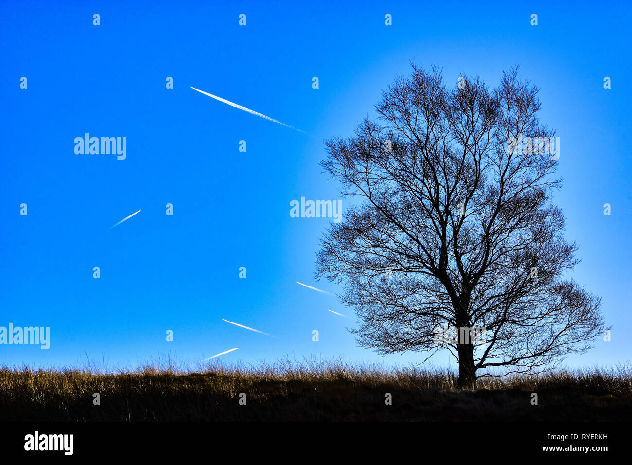 Albero piano, aerei lasciano scie di colore bianco o contrails nel cielo blu da albero solitario, South Pennines, West Yorkshire Foto Stock