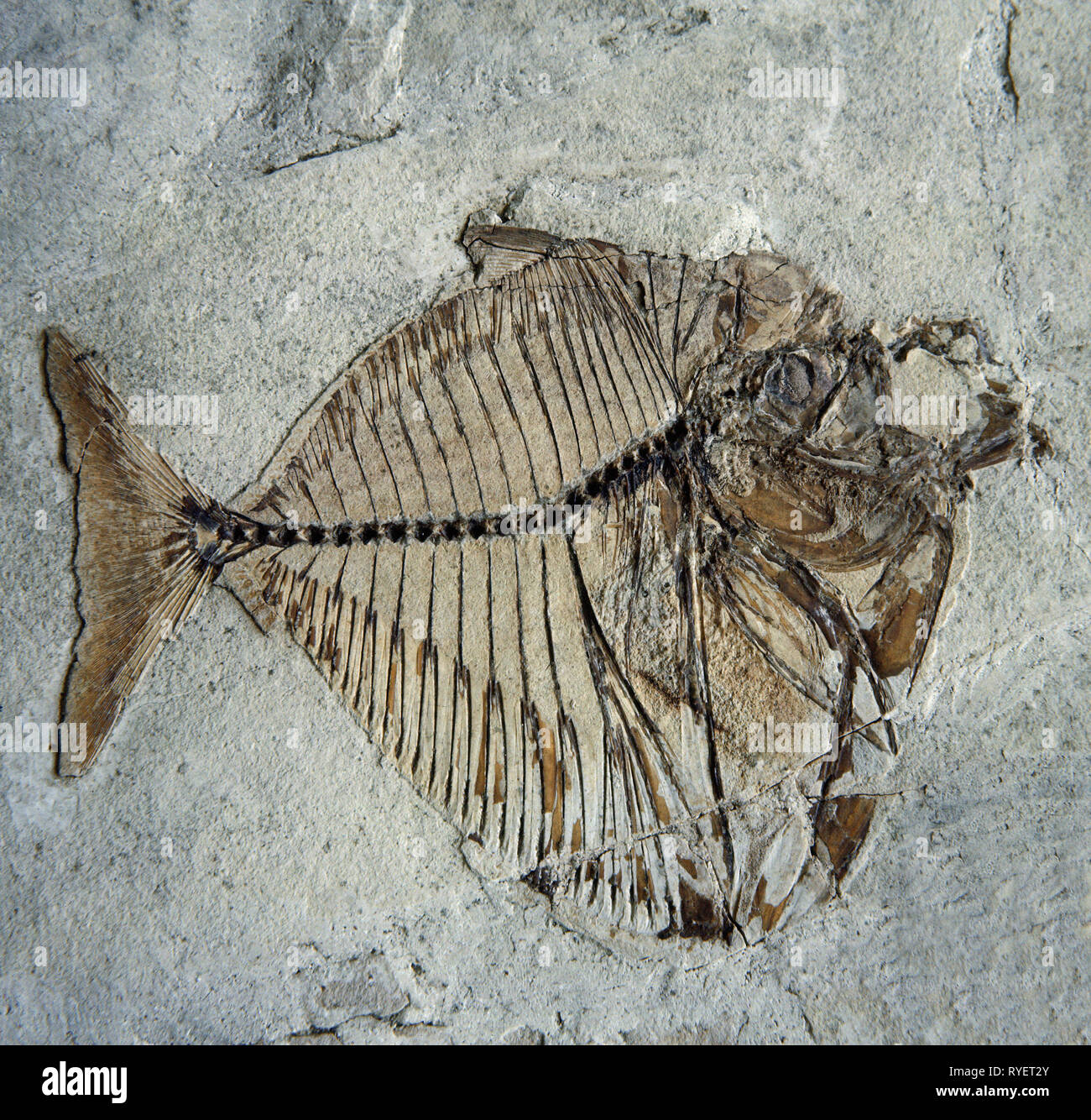 Preistoria, petrification, fossili, zoologia, Gasteronemus Rhombeus (60 milioni di ), pietrificato pesce, Additional-Rights-Clearance-Info-Not-Available Foto Stock