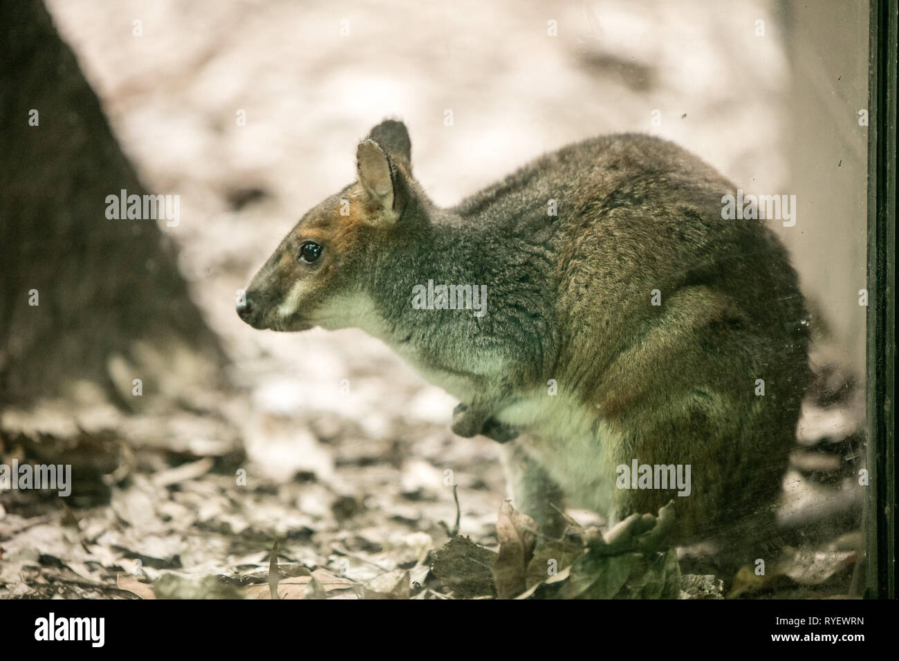 Wallaby tammar Foto Stock