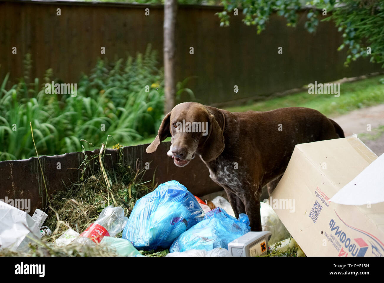 Mosca, Russia, 06.27.2018; un senzatetto cane affamato è in cerca di cibo in un contenitore di rifiuti Foto Stock