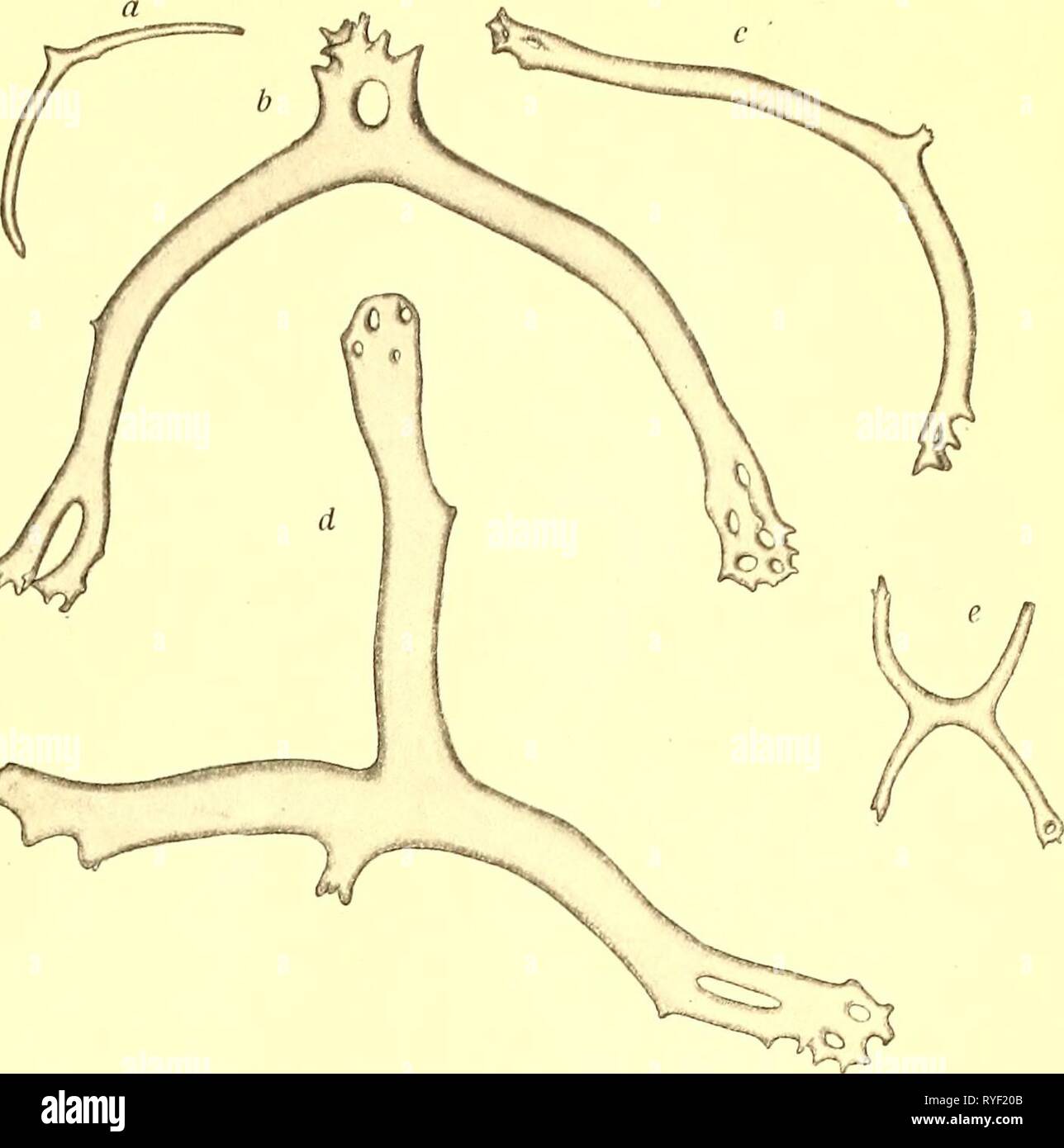 Echinodermata echinodermata00grie Anno: 1921 ATI-ANT e deep-SEA EXPED. 1910. VOL. III.] ECH1NODERMATA 1 mi è stato purtroppo non suonando a stat. 92, ma a giudicare dalle mappe di profondità nel Nord Atlantico la profondità può non essere state a meno di 3000 m. Il campione deve pertanto bave state prese circa 1600 m. al di sopra del fondo. Benthodytes glutinosa era precedentemente adottate dalla "Talismano" al largo delle Azzorre e nel Mar dei Sargassi. Ac- cording per le esplorazioni del 'Michael Sars'i suoi hori- distribuzione orizzontale sarà da 27° 27' e 48° 29' N, il bathymetrical distribuation da 1400 a Foto Stock
