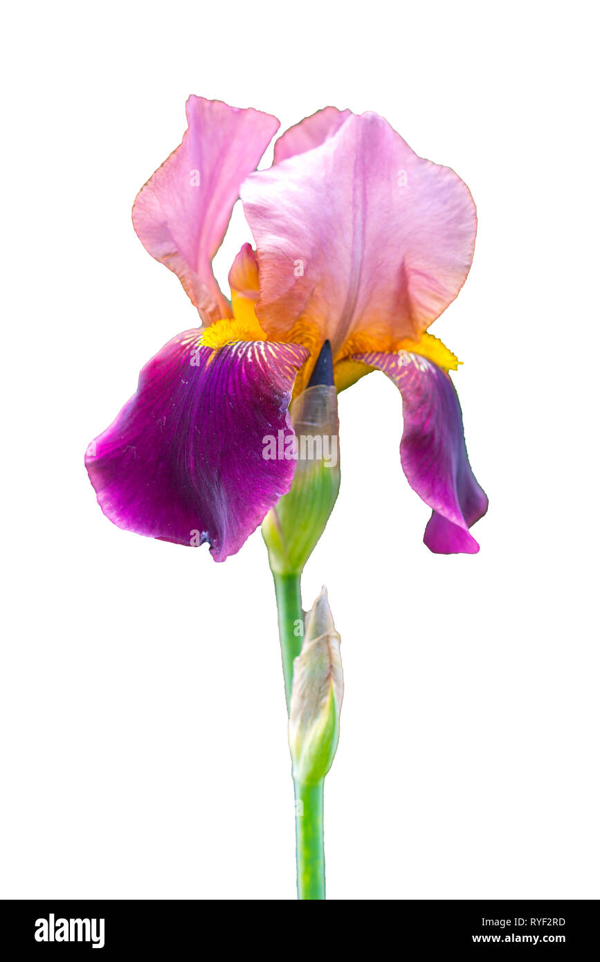 Il gambo di un singolo Deep Purple fiore del barbuto (iris Iris germanica) isolati contro uno sfondo bianco Foto Stock