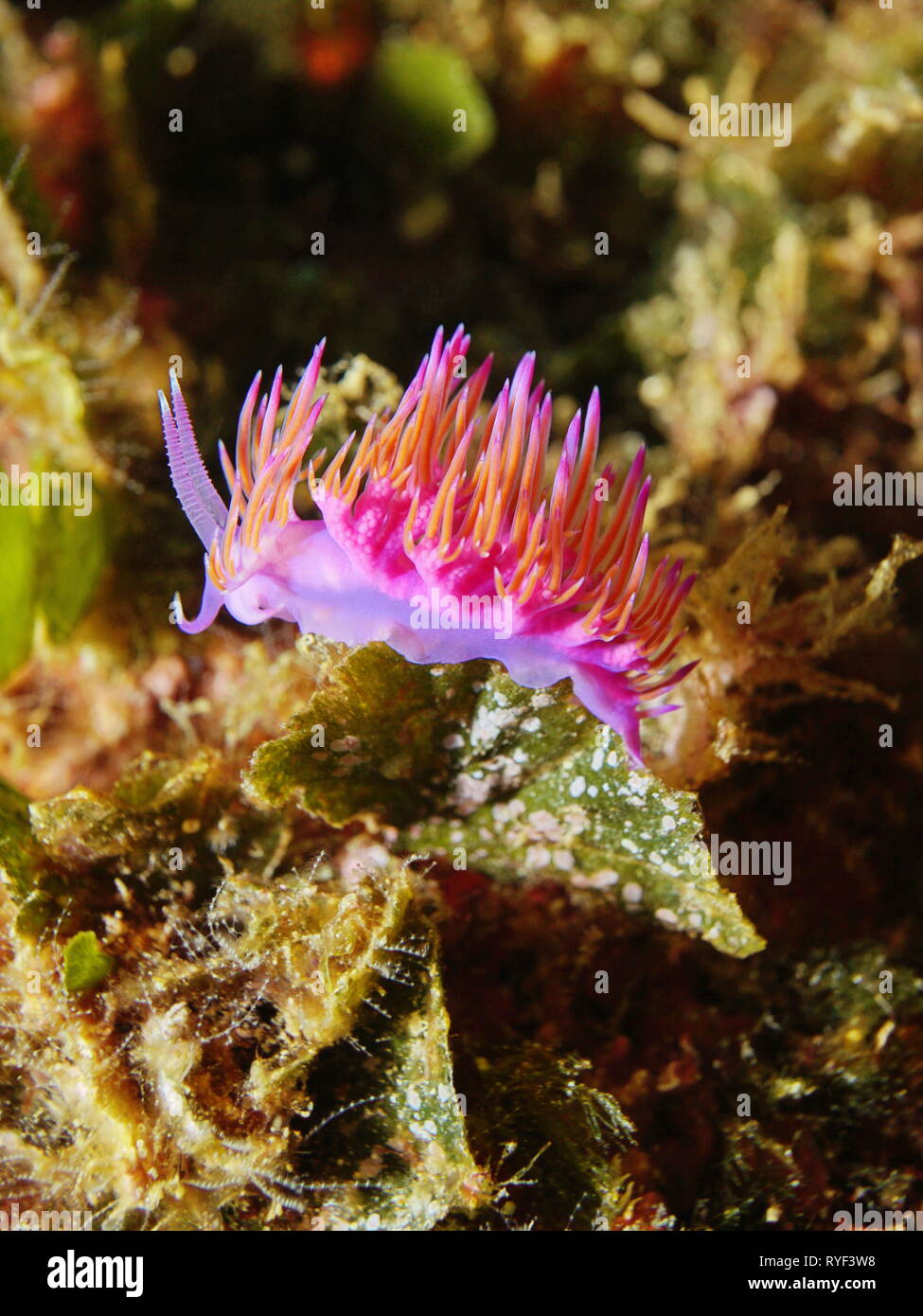Colori del mare slug Flabellina affinis sott'acqua nel mare Mediterraneo, Francia Foto Stock
