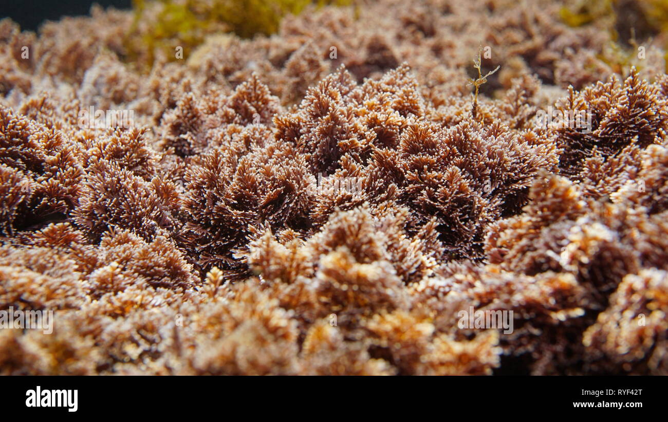 Alghe rosse Corallina elongata sott'acqua nel mare Mediterraneo, Spagna Foto Stock