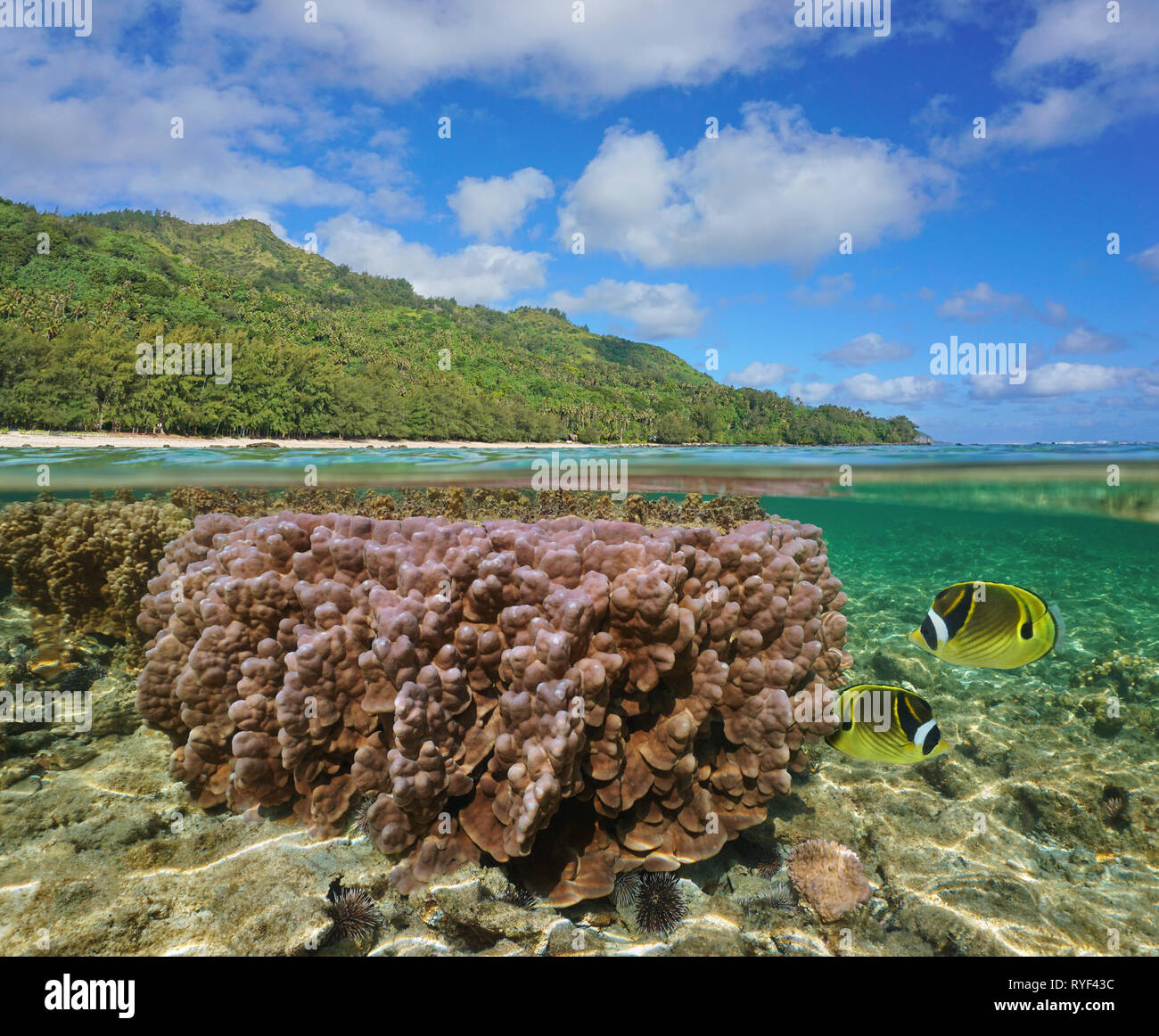 Polinesia francese, Rurutu isola litorale con coralli e pesci subacquea, South Pacific, Austral arcipelago, vista suddivisa a metà al di sopra e al di sotto di acqua Foto Stock