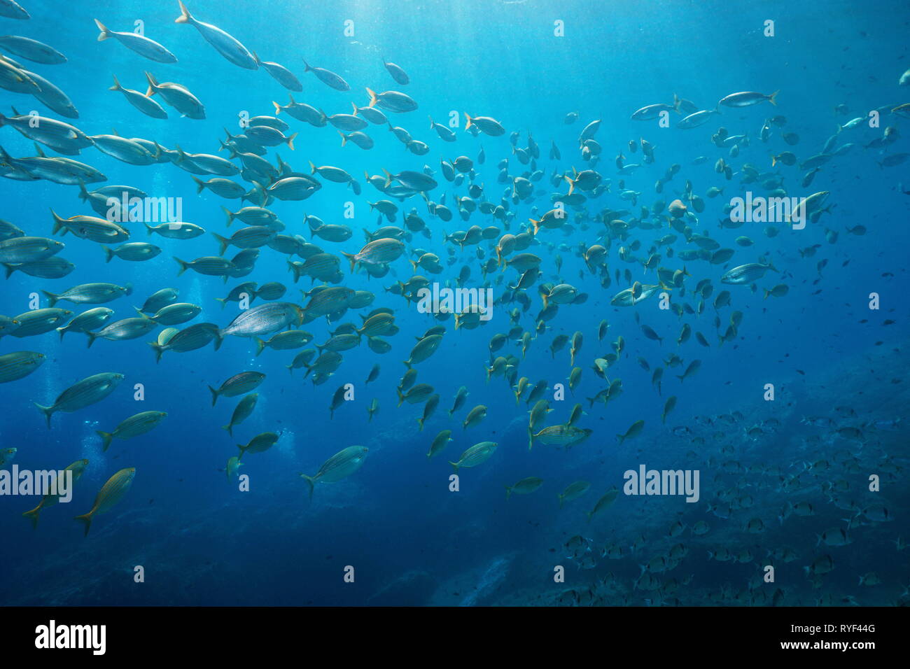 Scuola di pesce orate underwater nel Mediterraneo, Port-Cros, Cote d'Azur, in Francia Foto Stock