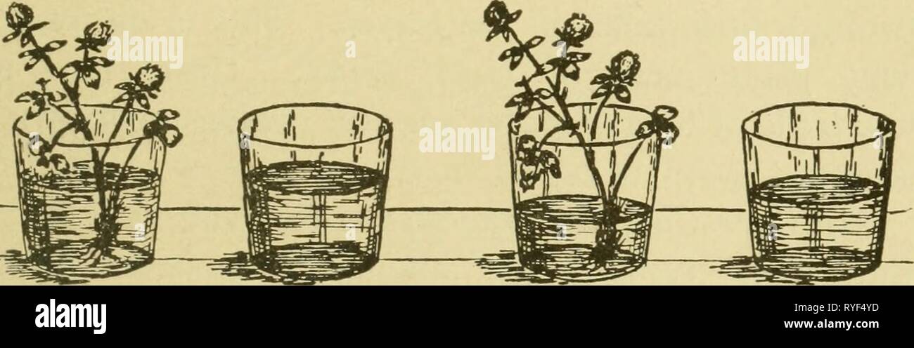 Agricoltura elementare del Tennessee, con pratici artithmetic elementaryagricu02hatc Anno: 1909 L'impianto e l'acqua 19 navi simili-nottolini, frutto di vetro-vasetti o anche di vecchie lattine di lattina risponderà a. Tirare verso l'alto un thrifty mazzetto di trifoglio e mettere le sue radici in uno di questi vasi d'acqua. Stand sia su un tavolo o un ripiano a fianco a fianco. In pochi giorni si noterà che l'acqua nel recipiente contenente il trifoglio sta scomparendo molto più rap- folli rispetto a quella di un'altra nave. Non appena il trifoglio comincia ad appassire portarlo fuori dall'acqua e dalla quantità relativa di acqua all'inizio Foto Stock