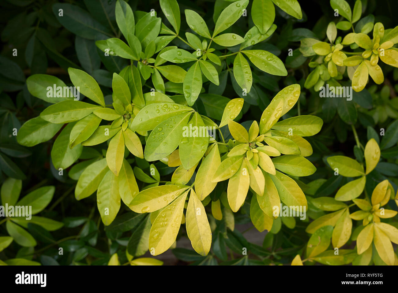 Choisya ternata arbusto sempreverde Foto Stock