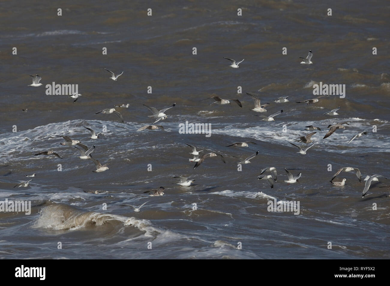 Islanda Gabbiano (Larus glaucoides) tra gli altri i gabbiani Foto Stock