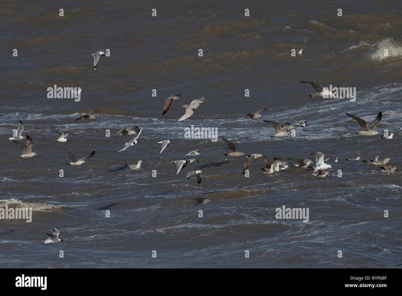 Islanda Gabbiano (Larus glaucoides) tra gli altri i gabbiani Foto Stock