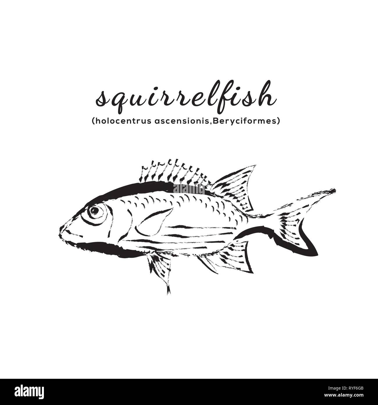 Pesce scoiattolo illustrazione vettoriale Illustrazione Vettoriale