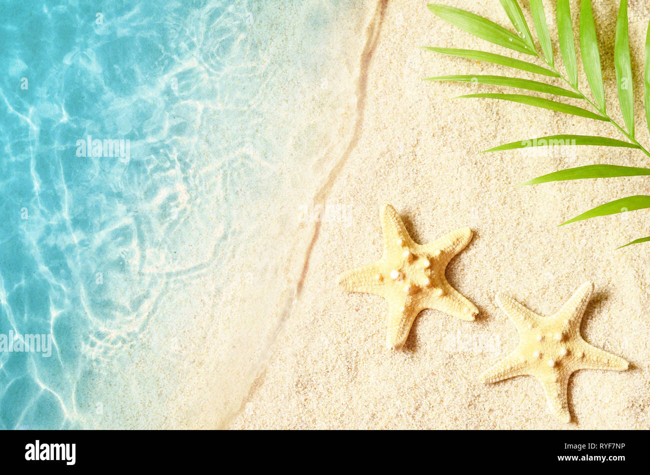 Estate con sfondo verde di foglie di palma e stelle marine. Spiaggia. Copia dello spazio. Vista dall'alto. Foto Stock