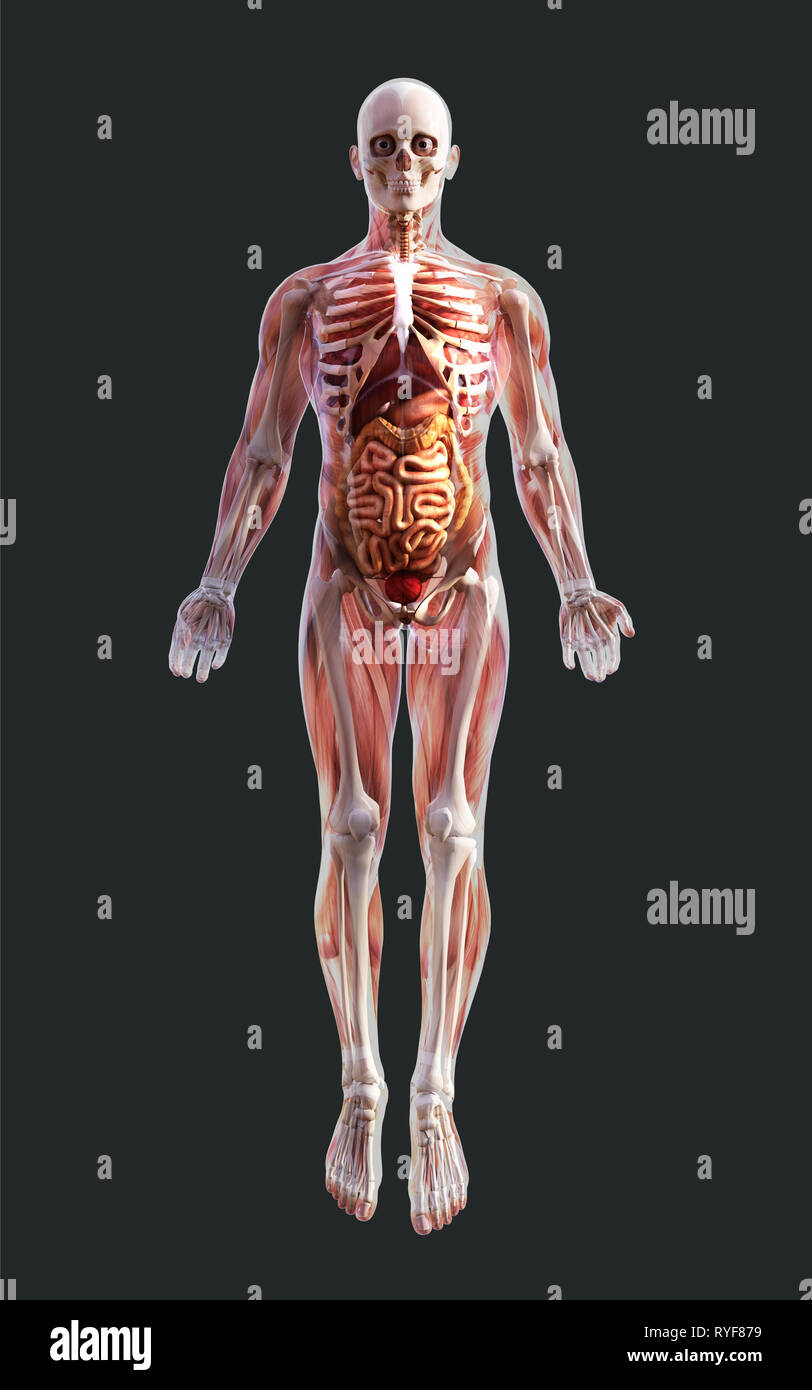 3d illustrazione di uno scheletro umano del sistema muscolare, osso e sistema digestivo con tracciato di ritaglio Foto Stock