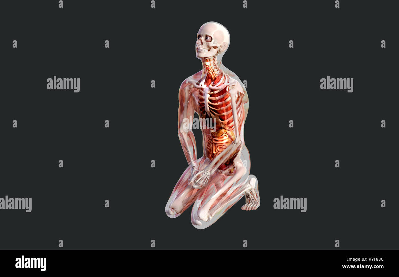 3d illustrazione di uno scheletro umano del sistema muscolare, osso e sistema digestivo con tracciato di ritaglio Foto Stock