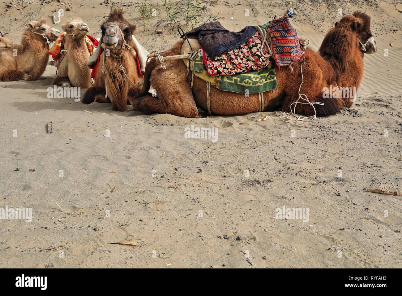 Due cammelli Bactriana gobbati a riposo. Regione Di Rawak Stupa-Taklamakan Desert-Xinjiang-Cina-0011 Foto Stock