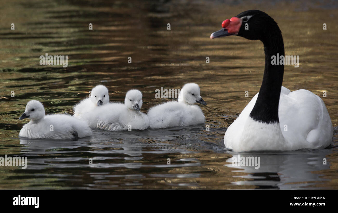 cigno nero con cappuccio Foto Stock