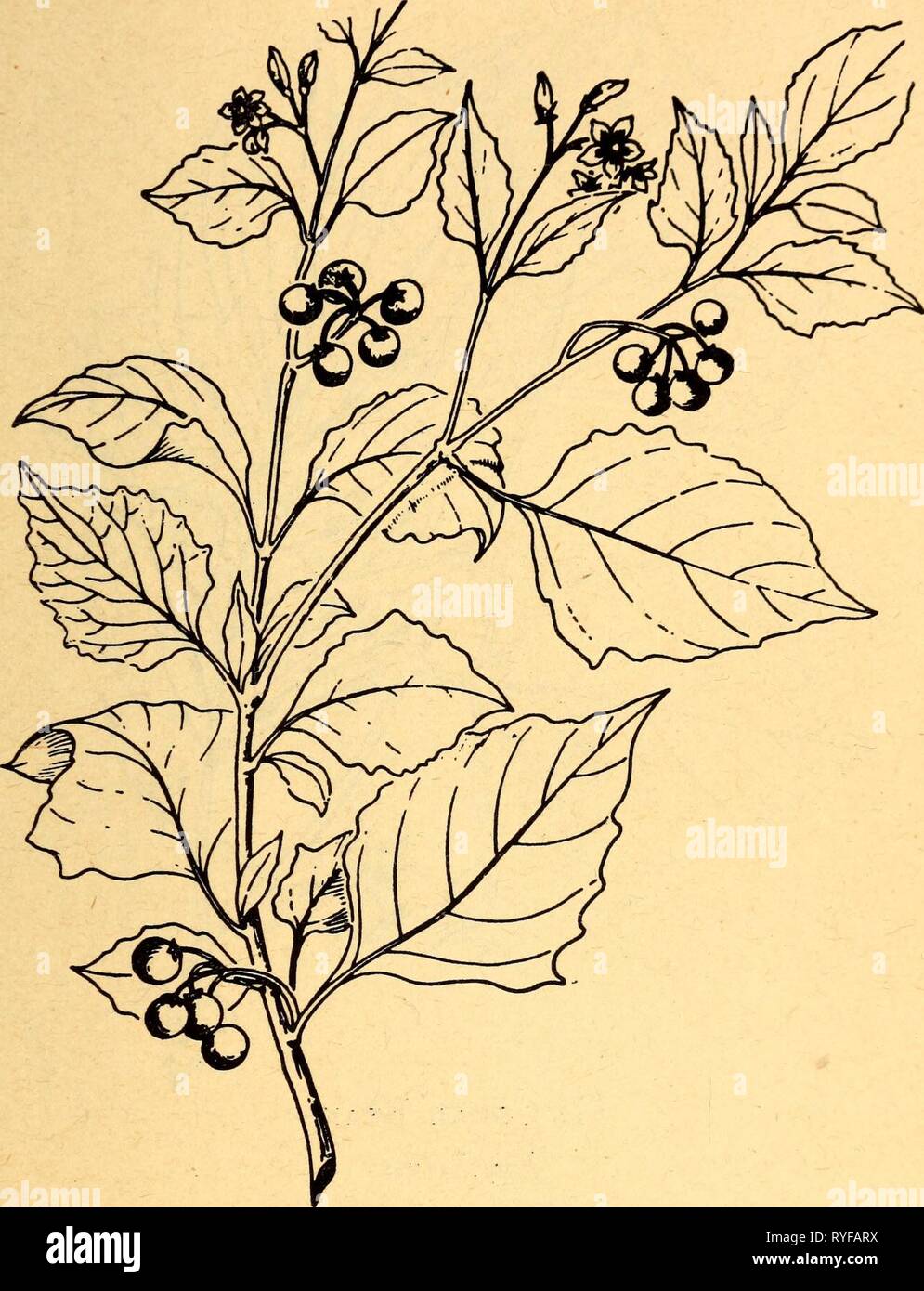 Commestibili e piante velenose della regione dei Caraibi ediblepoisonousp00dahl Anno: 1944 63 50. Erba Morella Solanum nigrum le foglie e germogli giovani sono cucinati come gli spinaci. Le bacche non sono mangiati. In alcune regioni le bacche sono stati trovati velenosi. Questo morbido di gambi di weedy impianto, di solito non più di 3 metri di altezza, è comune a tutte le zone della regione dei Caraibi. I suoi piccoli fiori sono di colore viola chiaro o bianco, e il suo frutto è un piccolo nerastra-viola berry con numerosi semi. È anche chiamata il giardino huckleberry, yerba mora e pintamora in Panama; e la mucuy in Guatemala. Foto Stock