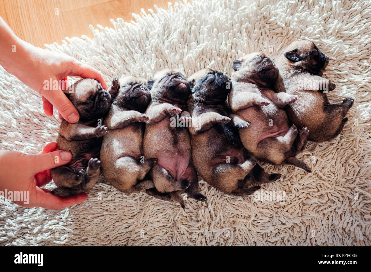 Donna mette sei pug cuccioli di cane insieme sul tappeto. Piccoli cuccioli dormono a casa Foto Stock