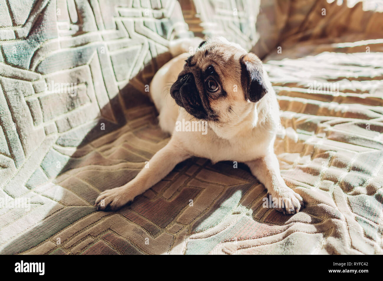 Pug cane sdraiato sul divano di casa. Felici ascoltando gli ordini e guardando a master Foto Stock