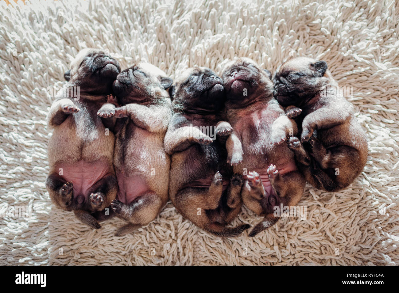 Cinque pug cuccioli di cane dorme sul tappeto a casa. Piccoli cuccioli giacente insieme alle loro spalle napping Foto Stock